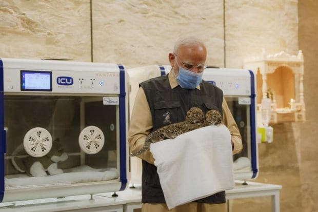 PM Modi also visited the MRI room at the hospital. He witnessed a Leopard undergoing a life-saving surgery, who was hit by a car on the highway, in the Operation Theatre. (Image: PTI)