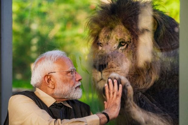 A cinematic emotion was captured between PM Modi and an African Lion at Vantara. A protected species, the rescue facility replicates their natural habitat and provides them protection from poachers. (Image: PTI)