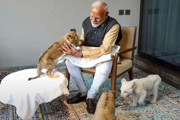 PM Modi fed cubs in an indoor facility. These include an Asiatic Lion Cub, White Lion Cub and a rare and endangered Clouded Leopard cub. He showed his deep love for animals with his enthusiasm towards them. (Image: PTI)