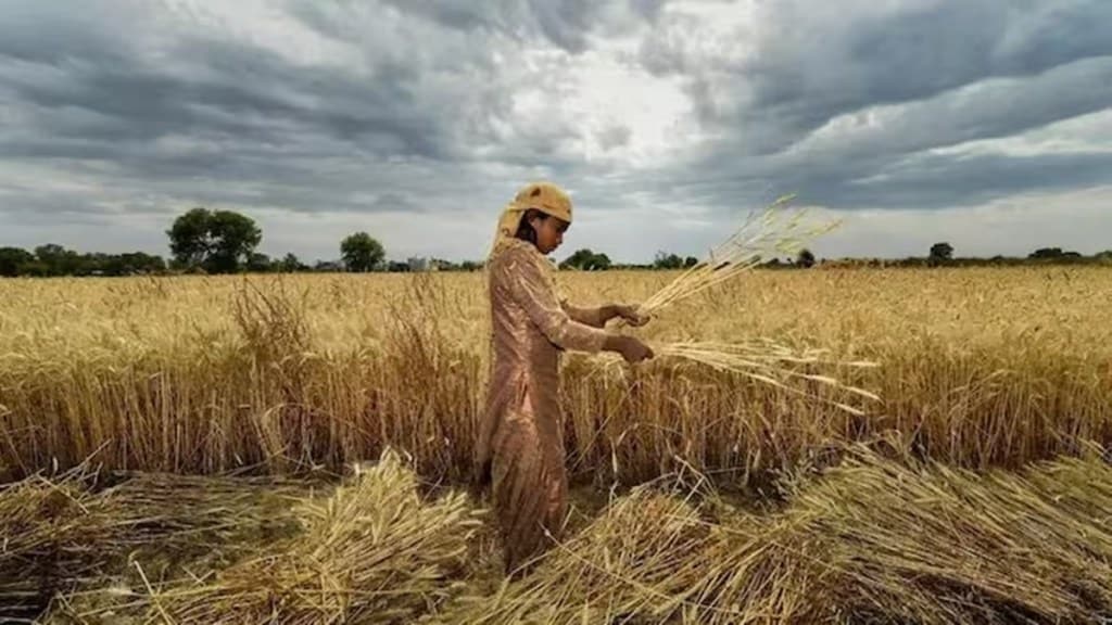 Wheat procurement for 2025-26 rabi season is estimated at 31 MT, up 26% from 2024-25. (Image Source: PTI)