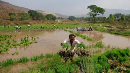 agriculture, economy, farmers, agri-economy, kisan credit cards
