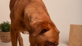 Natural foods that can improve your pet’s health