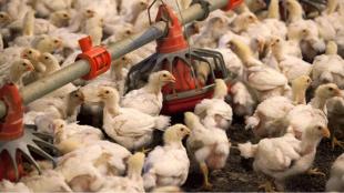 high-pathogenicity avian influenza, H5N1 avian influenza, culling birds bird flu, bird flu deaths, Andhra Pradesh bird flu outbreaks, bird flu outbreak in india, bird flu faqs