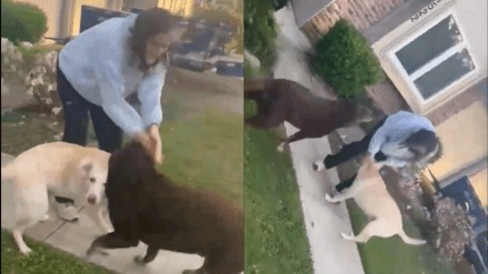 Sunita Williams, who shared a heartwarming reunion video with her dogs, said that what she missed the most during her time in space was her morning walks with them.