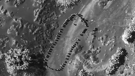 Trump video on Houthi strike