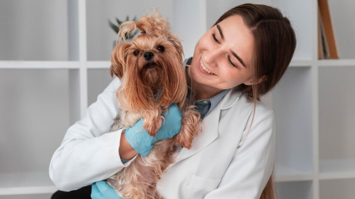 pet grooming pet grooming