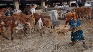 PMFBY, Pradhan Mantri Fasal Bima Yojana, farmers, animal husbandry, tenant