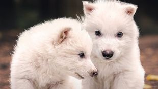 Dire wolf extinct - Colossal Biosciences