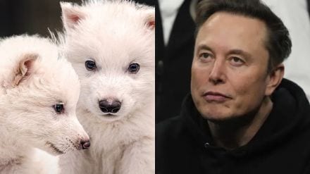 Elon Musk - Dire wolf tweet
