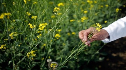 Sowing, oilseeds, edible oils, import, economy, Pradhan Mantri Annadata Aay Sanrakshan Abhiyan, PM-AASHA