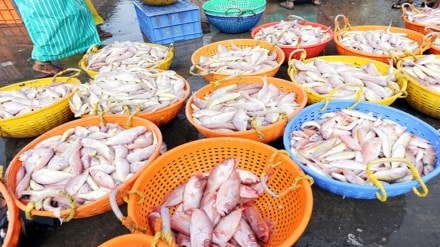seafood exports, seafood, economy, Red Sea, trade, basmati rice