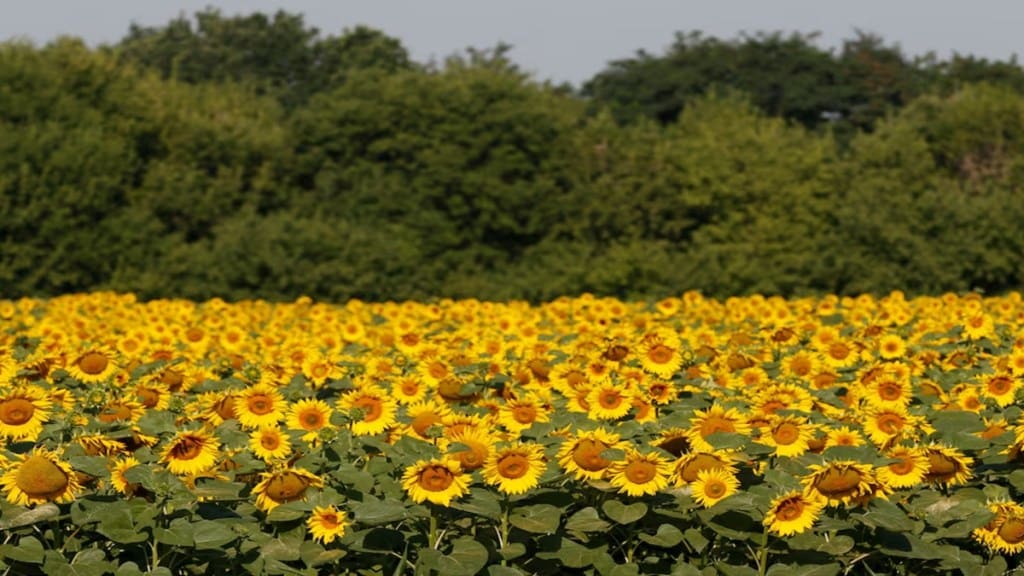 oilseed, economy, kharif, rabi, farmer producers organisations, FPO