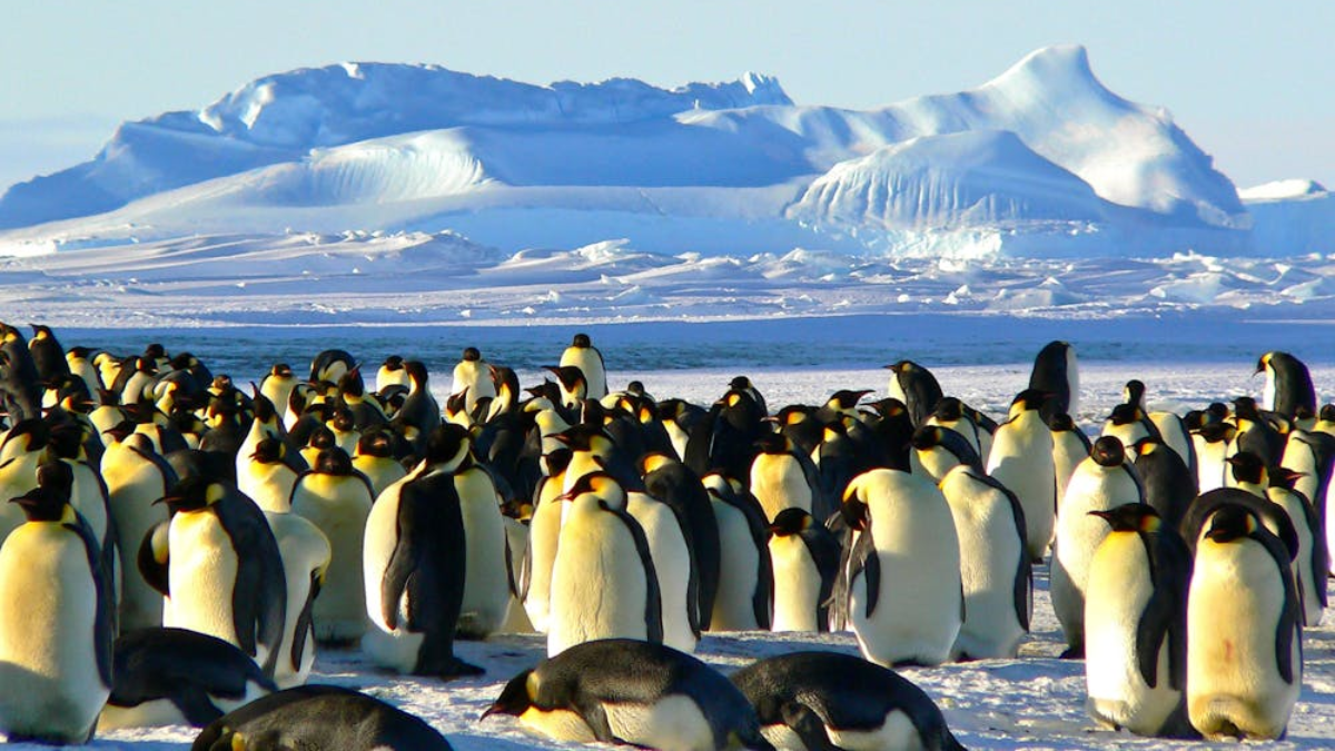 Trump Tariffs: Heard Island and McDonald Islands are home to penguins, and are among the most isolated places on Earth. They have zero human population. Trump Tariffs: Heard Island and McDonald Islands are home to penguins, and are among the most isolated places on Earth. They have zero human population.