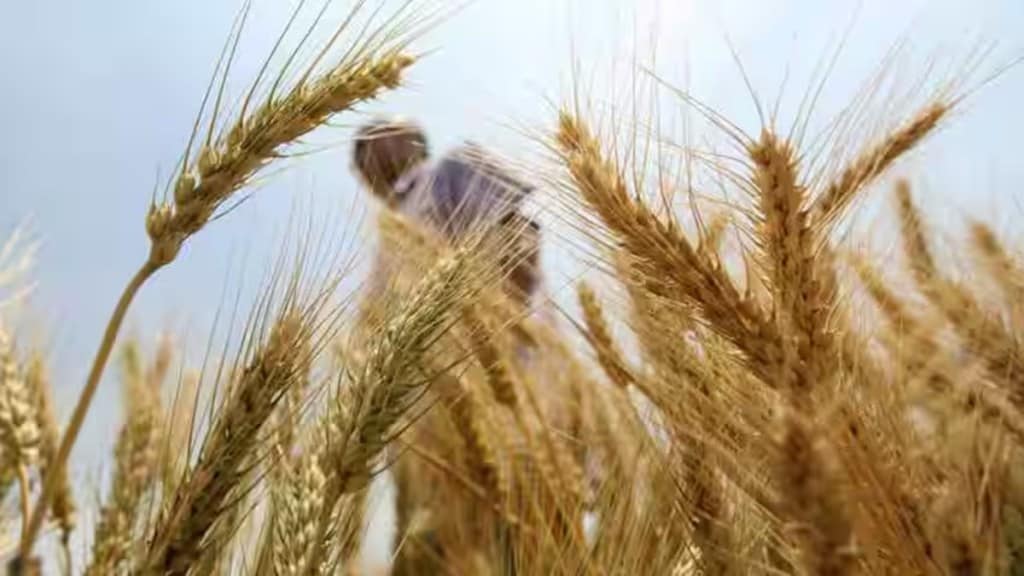 wheat production, wheat, agriculture, MSP, agri-economy, economy