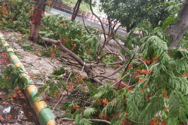 Shared by a user on social media, scenes of fallen trees and disrupted traffic were observed throughout Delhi NCR after heavy rain-storm in the afternoon hours of the day. (Image: X)