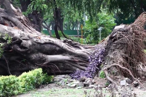 Trees uprooted due to strong gusty winds that disrupted major roads. Rescue teams and officials were brought in to clear and manage the damages. (Image: PTI)