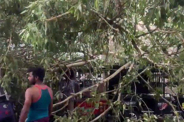 Disrupting the livelihood of rickshaw drivers, multiple trees were seen uprooted, broken and fallen across roads in Noida, Uttar Pradesh. More than five e-rickshaws were trapped under this tree. (Image: ANI)