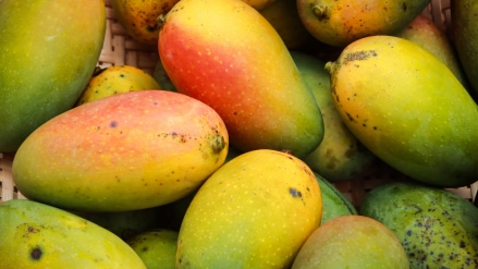 mangoes, US, UK, Export, economy, APEDA, USDA, APHIS mangoes, US, UK, Export, economy, APEDA, USDA, APHIS