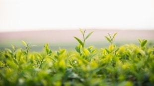 millets, agriculture, msp, Food Corporation of India, FCI, agriculture sector