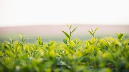 rainfall, agriculture, agri-sector, economy, minimum support prices, MSP