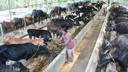 Dairy farming vs corporate slavery