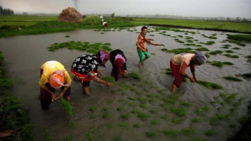 kharif crops, paddy, pulses, oilseeds, economy, sugarcane, cotton