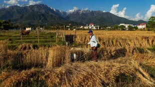 Credit to the agriculture sector by commercial banks and regional rural banks is likely to cross Rs 31.5 lakh crore. (Image Source: PTI)