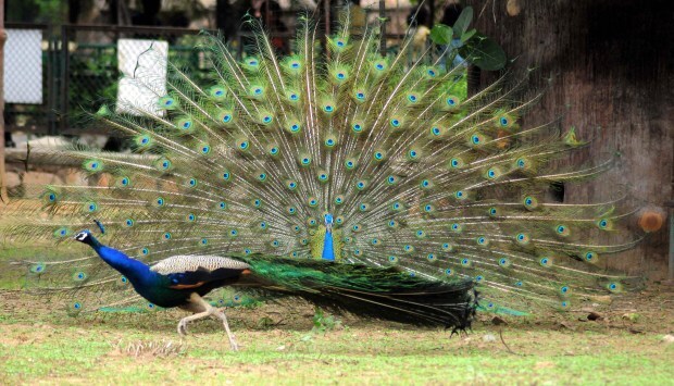 Peacocks spotted as the monsoon season approaches in Jaipur. (ANI Photo)