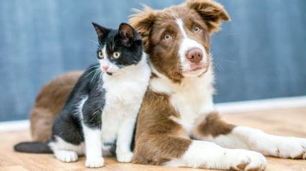 cost of owning a pet
