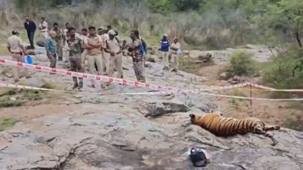 tiger deeath in mysuru tiger deeath in mysuru