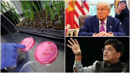 India-US trade talks, GM crops