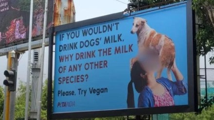 peta dog milk ad, peta india vegan ad, peta vegan ad, peta ad controversy, peta india vegan ad peta dog milk ad, peta india vegan ad, peta vegan ad, peta ad controversy, peta india vegan ad