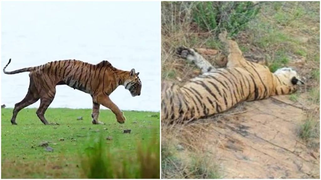 Ranthambore tigress Arrowhead passes away