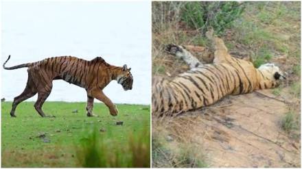 Ranthambore tigress Arrowhead passes away Ranthambore tigress Arrowhead passes away