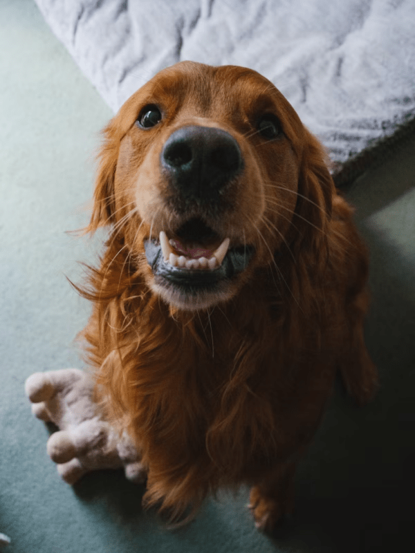 dogs