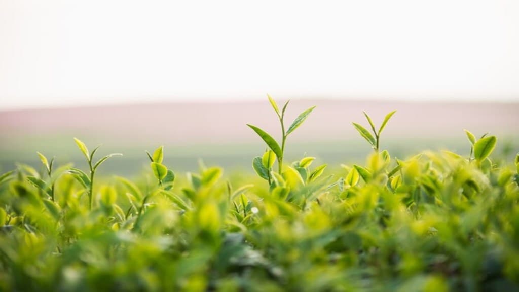 startup, agritech, ajinket rahane, startups in India, MCCIA