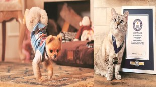 pets, lifestyle, lifestyle news, Jiffpom, Diet Coke, Ned Sneakers