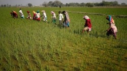 Five million farmers take equity in 10,000 FPOs