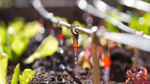 fertilisers, economy, agriculture, farmers, soil nutrients, export