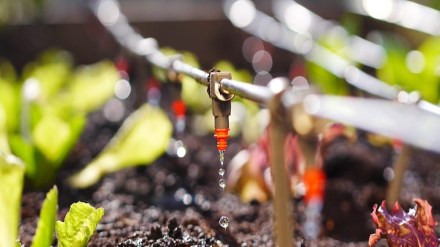 fertilisers, economy, agriculture, farmers, soil nutrients, export