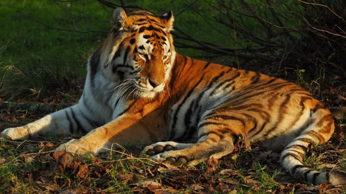 Noida Jungle Trail wonder park