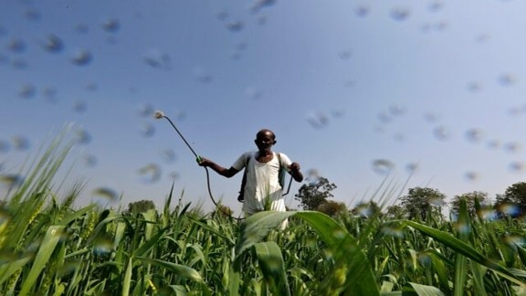 urea, DAP, nitrogen, phosphorus and potassium, NPK, fertiliser