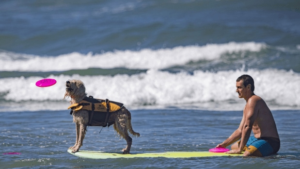 Tricks performed by the dogs on the surfboard will obviously be adding bonus points to their scores