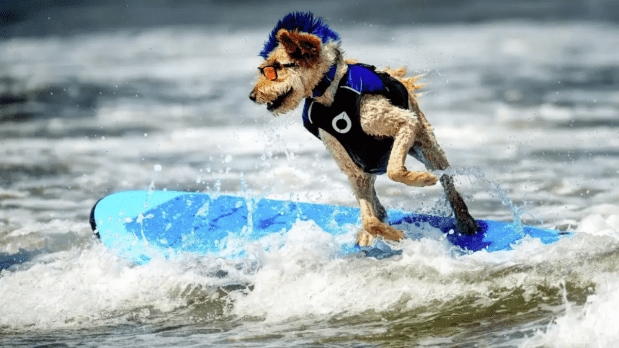 The 2023 champion, American pit bull terrier, Faith, a 10-year-old canine, caught a good wave and glided marvelously on their surfboard during the previous edition of the championship.