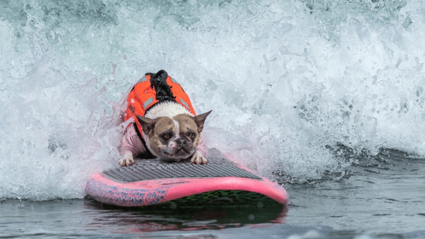 The judges will assess the four-legged friends based on the length of the ride, the size of the wave and certainty or technique on the board and confidence.