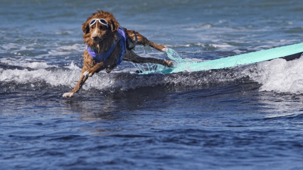 A crucial safety rule is that dogs cannot be leashed or tied to the surfboard during the competition, allowing dogs a free fall in case they lose their balance.