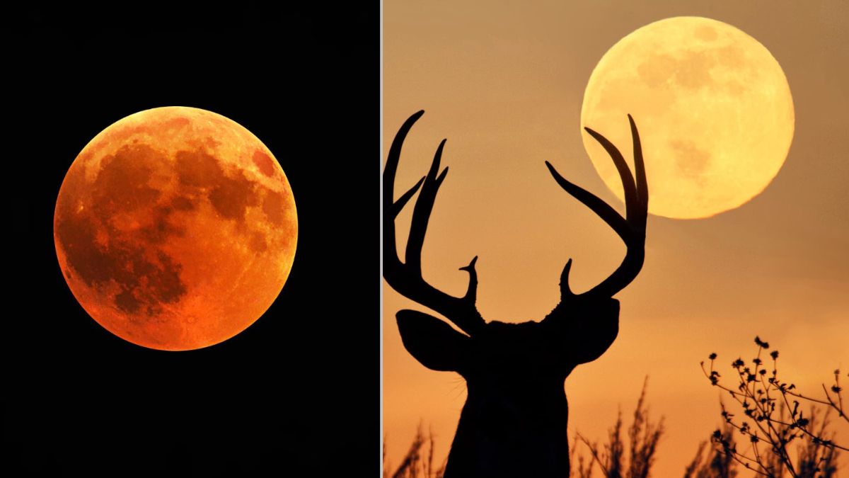 July’s full buck moon 2025 Everything you need to know about the low