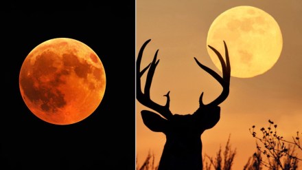 July’s full buck moon 2025 – Everything you need to know about the low-riding moon as it is set to peak today