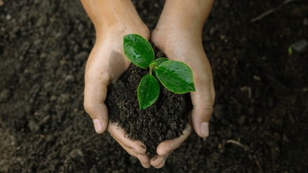 soil, crops, nutrition, soil health, agriculture, fertiliser