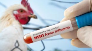 Signs of bird flu in humans